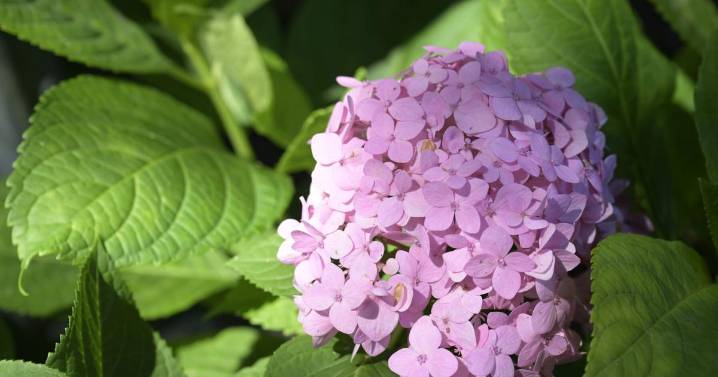 Make your hydrangea blooms go from pink to blue: Dan Gill explains how soil affects the color