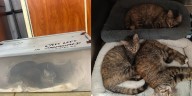 3 cats found dumped outside Nashville store in taped
