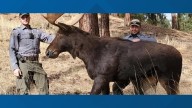 Idaho Fish and Game warns hunters of animal decoys used to catch poachers