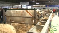 Suspendida la Feria Agroganadera de Trujillo por la amenaza de la dermatosis nodular vacuna