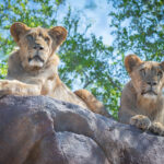 Phoenix Zoo to hold going-away celebration for lion cubs moving to Miami