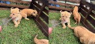 Mérida| Los tres leones del Zoológico Chorros de Milla ya comienzan a comer carne