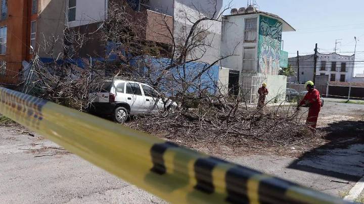 Ventarrones desploman árboles, estructura y más, estos son los daños provocados