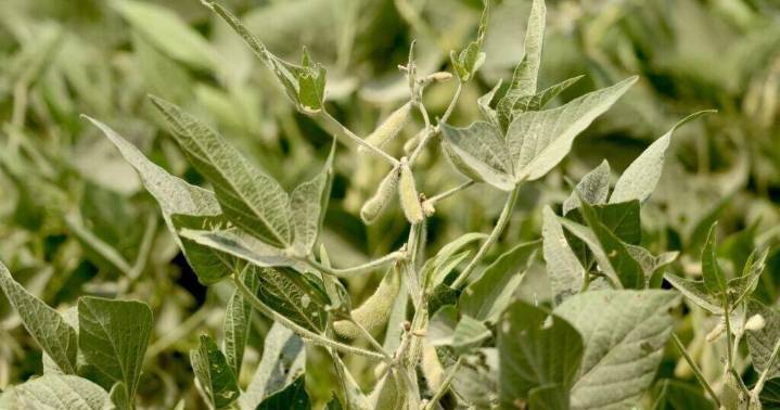 Grassley hopes for a solution for farmers following loss of Chinese market