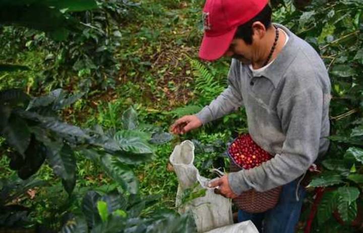 Consumo del café soluble en México seguirá al alza durante 2026 por precio y practicidad