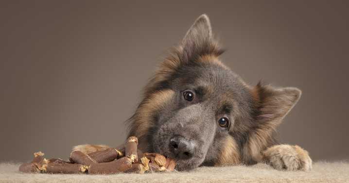 I Wanted To See How Dogs React After I Give Them Treats And Made This Photo Series (10 Pics)