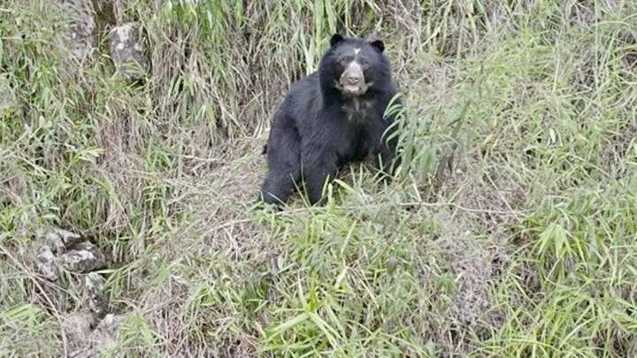 El municipio de Boyacá donde reapareció el oso andino, símbolo de esperanza y vida en Colombia