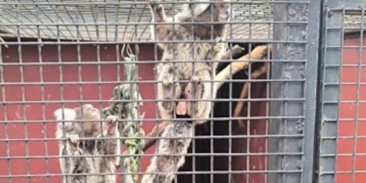 Misiones: rescataron a más de 100 animales silvestres de una veterinaria denunciada por maltrato