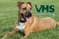 Meet Our Playful Pet of the Week from the VHS