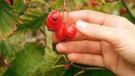 Add Amazing Fall Color To Your Yard With This Stunning Fruit