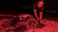 Rastreando el nacimiento de la tortuga verde: el aumento de la temperatura en el mar impacta en la anidación de la especie en las costas de México