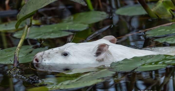 White beaver spotted near Perth: Here’s why it’s so rare and special