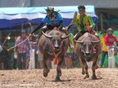 A beauty pageant for buffaloes raises status of the humble animal