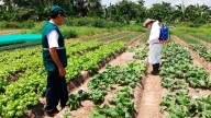 Senasa revela que el 15 % de los alimentos en Ayacucho presenta contaminación por plaguicidas pese a avances en inocuidad