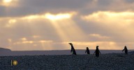 Nature: Penguins in Patagonia