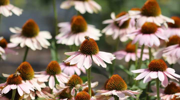 Will Coneflowers Survive A Harsh Frost? Here's What You Should Know