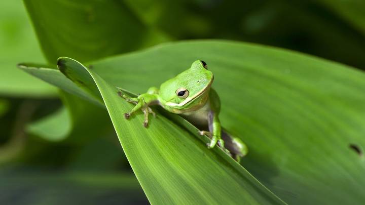 Pet Frogs: Best for 'Look but Don't Touch' Owners