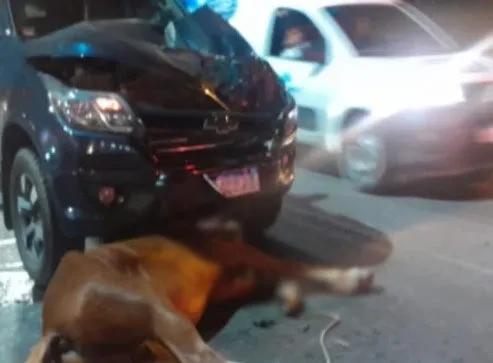 Ruta 9: Fuerte choque entre una camioneta y un caballo en Vaqueros