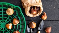 Gardeners urged to plant their bulbs at night this October
