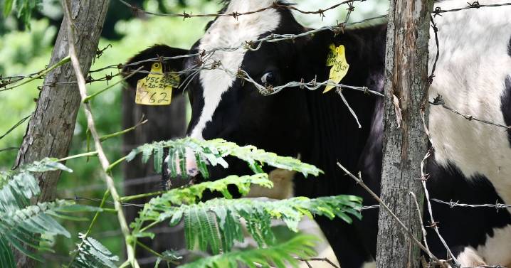 Alza mundial en la carne dispara costos en Puerto Rico