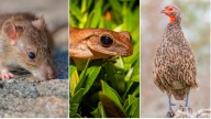 Investigación revela que la actividad humana modificó el tamaño de animales domésticos y salvajes
