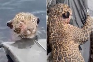 Jaguar with Gunshot Wounds Pulled from River in Dramatic Rescue Video