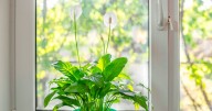 Introducing five plants into your home can help fight mould in winter