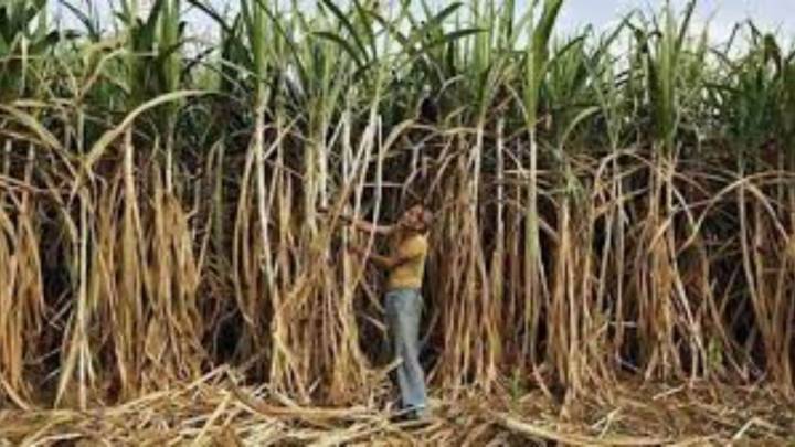 UP govt hikes sugarcane price by Rs 30 per quintal, minister calls it ‘historic’
