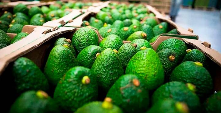 Con más de mil mdd, Michoacán domina agroexportaciones agrícolas del país