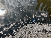 Baltimore deserves a healthier harbor