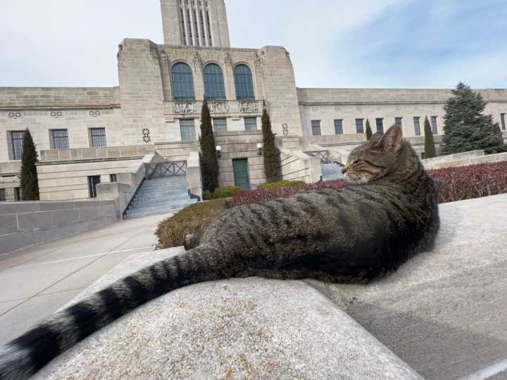‘Capitol Cat’ To Be Featured In New Photography Book About Statehouse