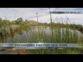 Endangered Sonoyta pupfish find a new home