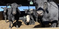 President Trump’s beef import idea draws criticism from Missouri cattle rancher