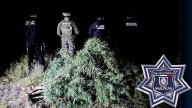 Descubren plantío de marihuana en Nealtican; las plantas alcanzaban dos metros de altura