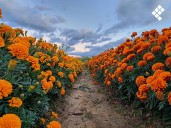 Iluminan con cempasúchil los campos de Fitoflor en Xoxocotlán
