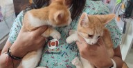 Entornos de violencia influyen en el maltrato y crueldad animal: animalista