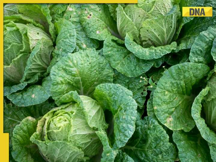 Plastic Cabbage vs Real Cabbage: Simple home tests to identify fake vegetables t