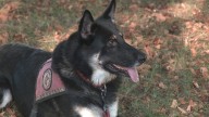 Volunteer and dog find 2-year-old girl who was missing for hours in New Hampshire town