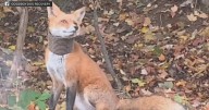 Pennsylvania animal nonprofit searching for fox seen with tube around its neck