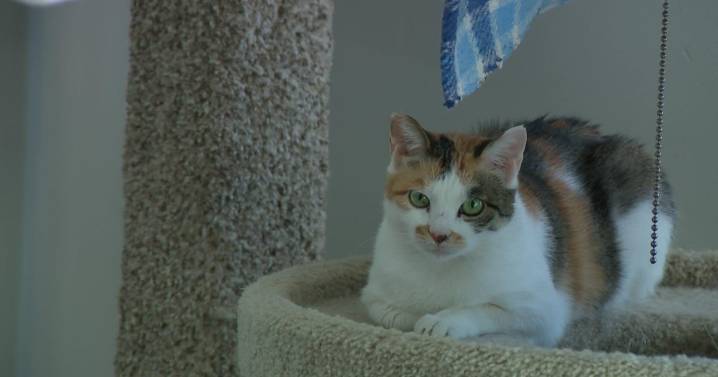 Cat found in shipping container from China on road to recovery in St. Paul