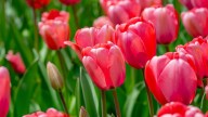 Should You Plant Tulips In October? What To Do For Gorgeous Spring Blooms