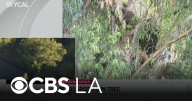 Group of bears spotted in trees of Encino neighborhood