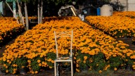 A tradition in bloom: Marigolds grown for Día de los Muertos
