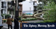 Wild winds hit Sydney felling trees across the city, after burst of early summer weather