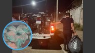 CORRIENTES: En Un Operativo De Contralor Secuestraron 24 Kilos De Surubí