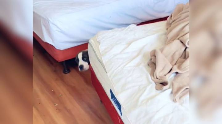 Lonely Pup Found In A California Motel Room Waited For Someone Who Never Came Back