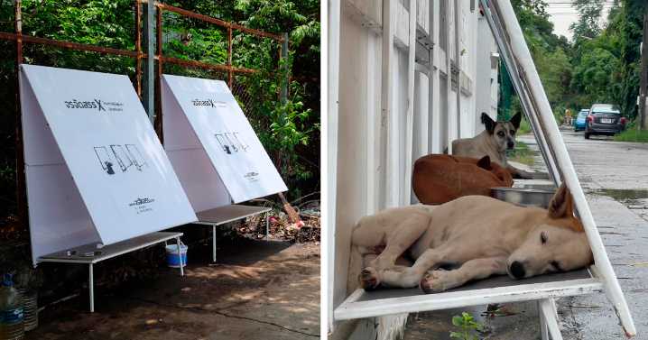 50 Genius Pet Inventions You Didn’t Know You Needed To Be The Coolest Pet Owner