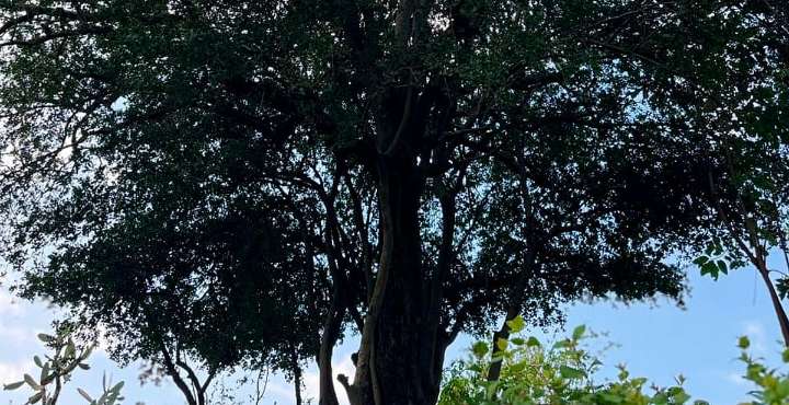 Producen en vivero más de 400 árboles de zapote prieto para su preservación en Michoacán