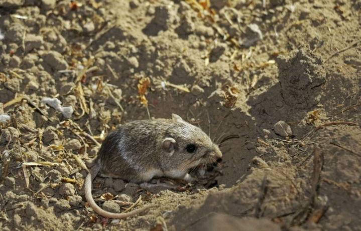 Animal found along San Diego coastline may gain protection as endangered species