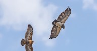 Águila paramuna: un espectáculo natural en páramo del Almorzadero